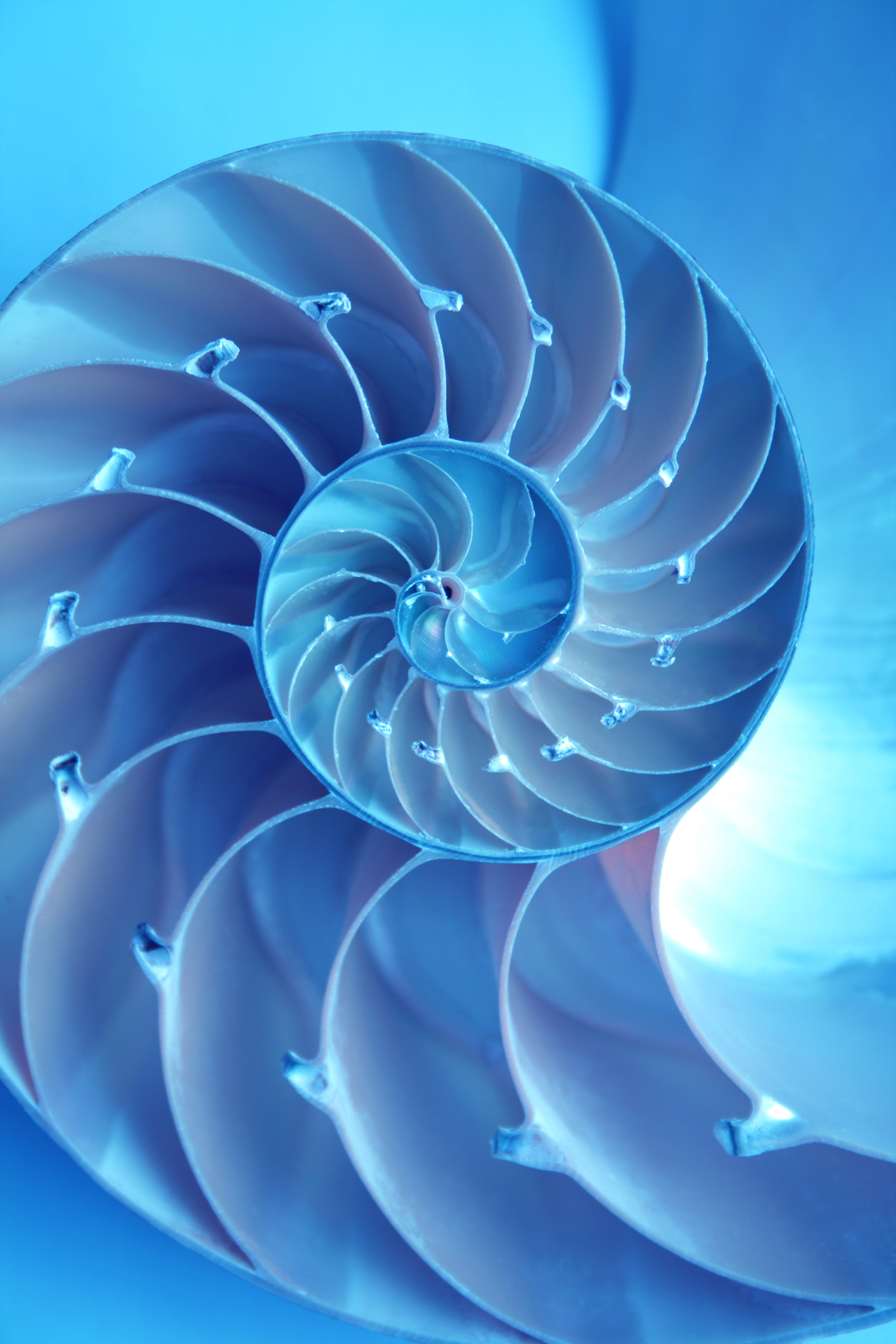 nautilus nautilus